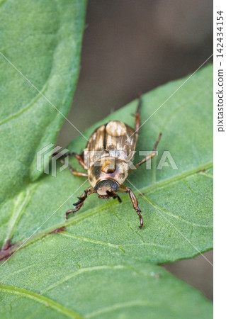 A spotted chafer beetle with water droplets on its back resting on a leaf. A spotted chafer beetle with water droplets on its back resting on a leaf. 142434154