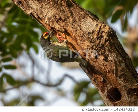 Coppersmith or crimson-breasted barbet, Psilopogon haemacephalus, Thailand Coppersmith or crimson-breasted barbet, Psilopogon haemacephalus, Thailand 142434328