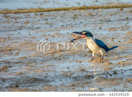 Collared Kingfisher bird, Todiramphus chloris, eating, Thailand Collared Kingfisher bird, Todiramphus chloris, eating, Thailand 142434329