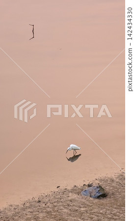 Eastern great egret, White Heron bird, Ardea alba Eastern great egret, White Heron bird, Ardea alba 142434330