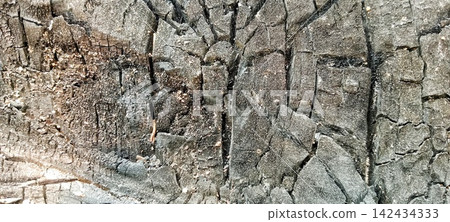 Black and ash-colored cracked burnt wood texture Black and ash-colored cracked burnt wood texture 142434333
