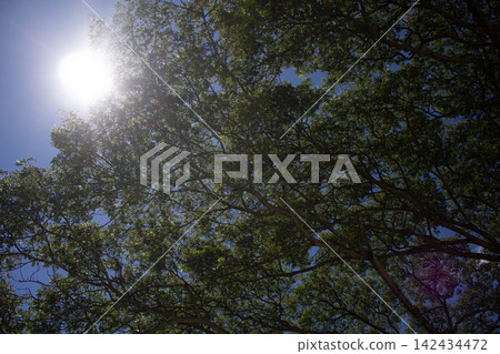Sunlight Through Tree Canopy 142434472
