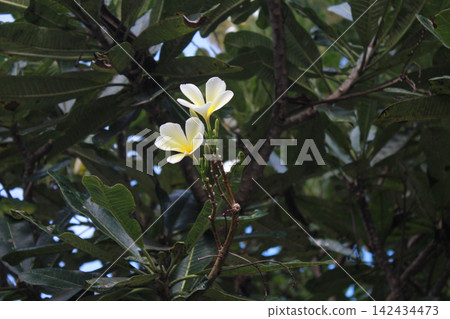 White plumeria flowers on tropical tree White plumeria flowers on tropical tree 142434473