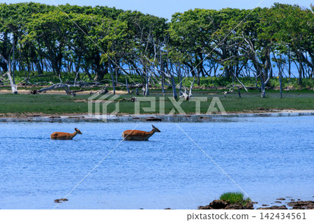 A wild Ezo deer family walks along the waterside near Narawara on the Notsuke Peninsula in Hokkaido during the summer. A wild Ezo deer family walks along the waterside near Narawara on the Notsuke Peninsula in Hokkaido during the summer. 142434561