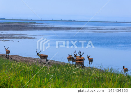 A herd of wild Hokkaido deer walking along the beach of the Notsuke Peninsula in Hokkaido during the summer. A herd of wild Hokkaido deer walking along the beach of the Notsuke Peninsula in Hokkaido during the summer. 142434563
