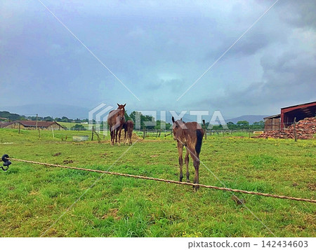 Mare and Foals in a Pasture. 142434603