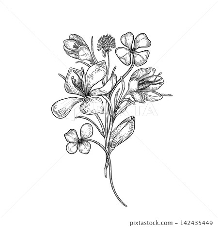 First spring flowers black white vector illustration isolated. Crocus flower and clover bouquet graphic sketch drawing. Wildflowers monochrome line art for design element. Shamrock in garden bunch. First spring flowers black white vector illustration isolated. Crocus flower and clover bouquet graphic sketch drawing. Wildflowers monochrome line art for design element. Shamrock in garden bunch. 142435449