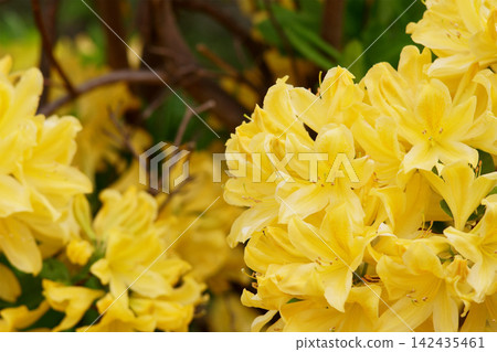 花園裡盛開著黃色的杜鵑花 花園裡盛開著黃色的杜鵑花 142435461