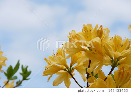 Yellow azalea flowers blooming in the garden Yellow azalea flowers blooming in the garden 142435463