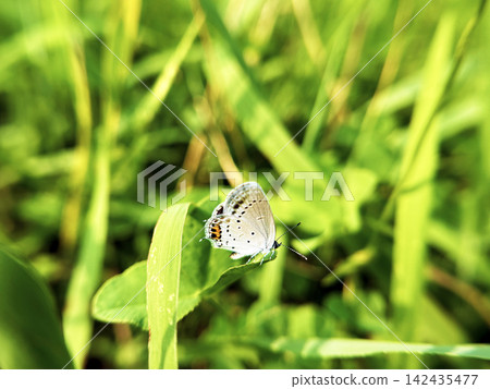 Butterfly on a blade of grass Butterfly on a blade of grass 142435477