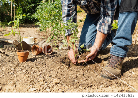 Planting tomato seedlings in the ground by hand. Agriculture. Planting tomato seedlings in the ground by hand. Agriculture. 142435632