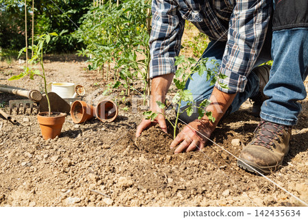 Planting tomato seedlings in the ground by hand. Agriculture. Planting tomato seedlings in the ground by hand. Agriculture. 142435634