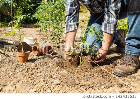 Planting tomato seedlings in the ground by hand. Agriculture. Planting tomato seedlings in the ground by hand. Agriculture. 142435635