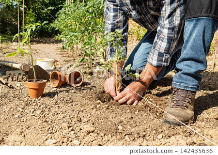 Planting tomato seedlings in the ground by hand. Agriculture. Planting tomato seedlings in the ground by hand. Agriculture. 142435636