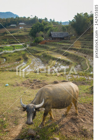 A farm with rice fields near Sapa in Northern Vietnam. A water buffalo is in the foreground. A farm with rice fields near Sapa in Northern Vietnam. A water buffalo is in the foreground. 142435885