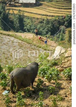 A farm near Sapa in Northern Vietnam with mountains and rice fields. A pig is in the foreground. A farm near Sapa in Northern Vietnam with mountains and rice fields. A pig is in the foreground. 142435893