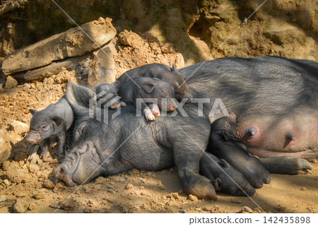 A sow with piglets lies in the sun in a northern Vietnamese village near Sapa A sow with piglets lies in the sun in a northern Vietnamese village near Sapa 142435898