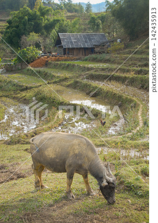 A farm with rice fields near Sapa in Northern Vietnam. A water buffalo is in the foreground. A farm with rice fields near Sapa in Northern Vietnam. A water buffalo is in the foreground. 142435913