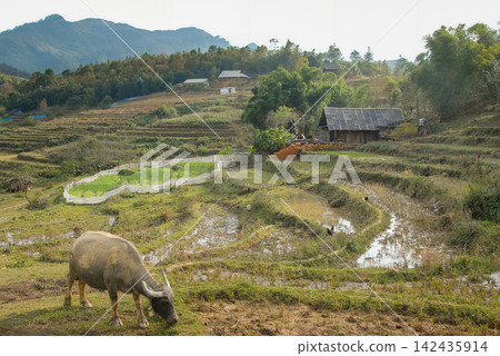 A farm with rice fields near Sapa in Northern Vietnam. A water buffalo is in the foreground. A farm with rice fields near Sapa in Northern Vietnam. A water buffalo is in the foreground. 142435914