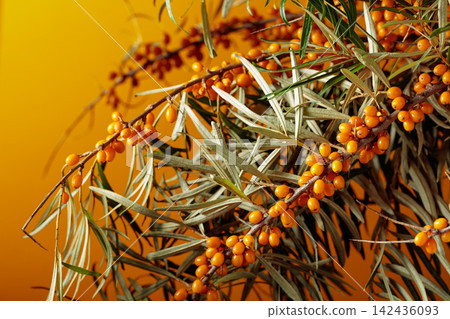 Fresh branches of bright orange sea buckthorn berries with green leaves. Fresh branches of bright orange sea buckthorn berries with green leaves. 142436093