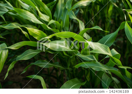 Young corn plants growing in field, vibrant green maize foliage showing agricultural growth and healthy crop production Young corn plants growing in field, vibrant green maize foliage showing agricultural growth and healthy crop production 142436189