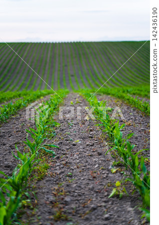 Young corn plants growing in a fertile field, showing agriculture, nature, and growth with long, curving rows Young corn plants growing in a fertile field, showing agriculture, nature, and growth with long, curving rows 142436190