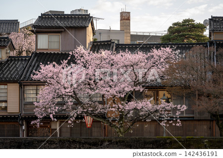石川縣金澤市和江町茶屋地區淺野川沿岸的櫻花盛開。 石川縣金澤市和江町茶屋地區淺野川沿岸的櫻花盛開。 142436191