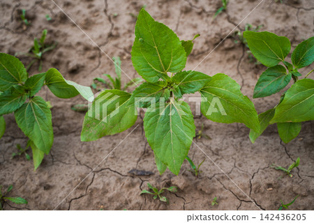 Sunflower plants thriving in dry, cracked earth. Concept of drought, agriculture, growth, and environmental challenges Sunflower plants thriving in dry, cracked earth. Concept of drought, agriculture, growth, and environmental challenges 142436205