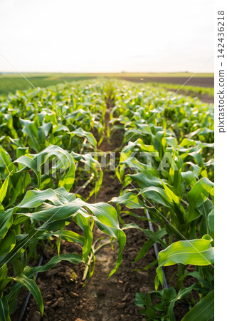 Green corn field with young maize plants growing in rows, showing sustainable agriculture and rural farming landscape Green corn field with young maize plants growing in rows, showing sustainable agriculture and rural farming landscape 142436218