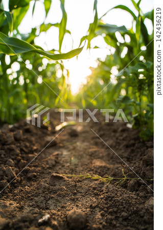 Corn crops thriving in rich soil, reaching up towards the warm sunset light, symbolizing growth, agriculture, and rural life Corn crops thriving in rich soil, reaching up towards the warm sunset light, symbolizing growth, agriculture, and rural life 142436219