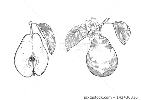 A set of vector illustrations, ripe pears, whole fruits and fruit halves with seeds, leaves and twigs. Everything is hand-drawn in ink. An illustration for menu design, label design and packaging. A set of vector illustrations, ripe pears, whole fruits and fruit halves with seeds, leaves and twigs. Everything is hand-drawn in ink. An illustration for menu design, label design and packaging. 142436316