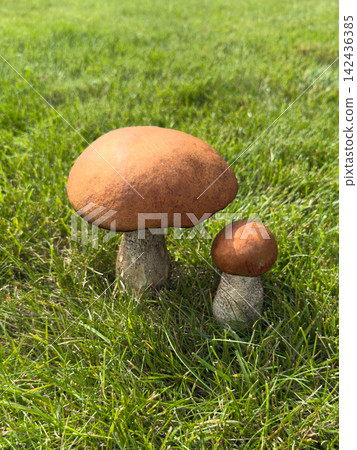 Forest aspen bolete mushrooms growing in fresh green grass. Autumn harvest of edible forest mushrooms close up. Forest aspen bolete mushrooms growing in fresh green grass. Autumn harvest of edible forest mushrooms close up. 142436385