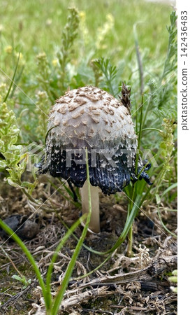 Shaggy mane mushroom Coprinus comatus undergoing autolysis in the grass. Vertical Photograph Shaggy mane mushroom Coprinus comatus undergoing autolysis in the grass. Vertical Photograph 142436483