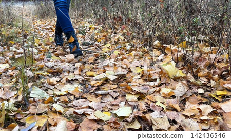Female feet in boots going on fallen leaves at forest. Legs of young woman stepping on yellow foliage at autumn park. Girl walking along trail at wild nature. Close up Slow motion Female feet in boots going on fallen leaves at forest. Legs of young woman stepping on yellow foliage at autumn park. Girl walking along trail at wild nature. Close up Slow motion 142436546