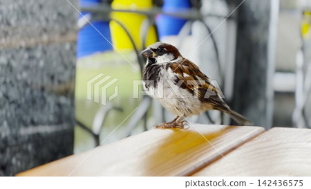 Close up portrait of a sparrow sitting on the edge of a table. The bird is captured in detail, highlighting its feathers, eyes and natural posture in a calm outdoor. Slow motion Close up portrait of a sparrow sitting on the edge of a table. The bird is captured in detail, highlighting its feathers, eyes and natural posture in a calm outdoor. Slow motion 142436575