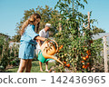 Girl helping grandparents in gardne, watering vegetable plants in summer garden. 142436965