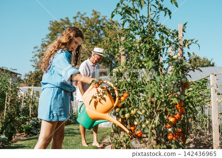 Girl helping grandparents in gardne, watering vegetable plants in summer garden. Girl helping grandparents in gardne, watering vegetable plants in summer garden. 142436965