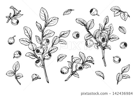 Blueberry sketch vector illustration. Black and white hand drawn wild berry branch set. Isolated botanical element drawing for packaging, label, textile, recipe book Blueberry sketch vector illustration. Black and white hand drawn wild berry branch set. Isolated botanical element drawing for packaging, label, textile, recipe book 142436984