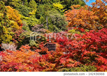 一座十三層樓高的寶塔,周圍環繞著秋葉;丹山神社的秋景;奈良著名的賞楓勝地;奈良的旅遊景點。 一座十三層樓高的寶塔,周圍環繞著秋葉;丹山神社的秋景;奈良著名的賞楓勝地;奈良的旅遊景點。 142436988