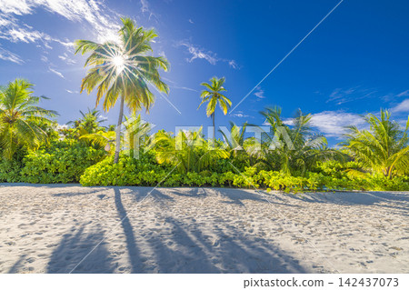 Gorgeous palm shadow stretching powdery shore bright turquoise shallows blue sky tropical island paradise. Summer travel vacation landscape scenic. Exotic getaway wallpaper backdrop decor Gorgeous palm shadow stretching powdery shore bright turquoise shallows blue sky tropical island paradise. Summer travel vacation landscape scenic. Exotic getaway wallpaper backdrop decor 142437073