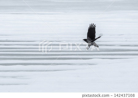 Aesthetic Minimalist Winter Composition with Flying Hooded Crow Over Pure White Snow Ridges Aesthetic Minimalist Winter Composition with Flying Hooded Crow Over Pure White Snow Ridges 142437108