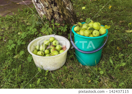 Fresh Green Apples in Buckets for Homemade Cider and Canning Concept Fresh Green Apples in Buckets for Homemade Cider and Canning Concept 142437115