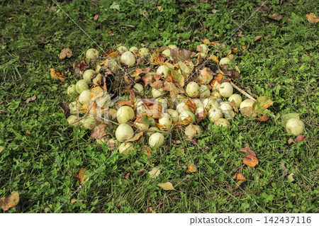 Pile of Windfall Green Apples Mixed with Autumn Leaves on Grass Pile of Windfall Green Apples Mixed with Autumn Leaves on Grass 142437116