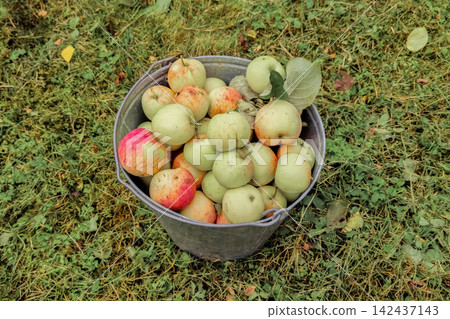 Fresh Harvested Apples in Zinc Bucket as Cooking Ingredients for Autumn Recipes Fresh Harvested Apples in Zinc Bucket as Cooking Ingredients for Autumn Recipes 142437143