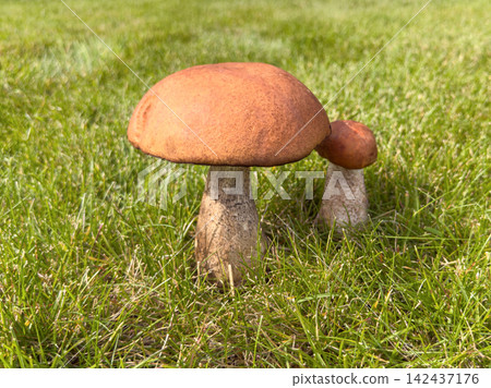 Forest aspen bolete mushrooms growing in fresh green grass. Autumn harvest of edible forest mushrooms close up. Forest aspen bolete mushrooms growing in fresh green grass. Autumn harvest of edible forest mushrooms close up. 142437176
