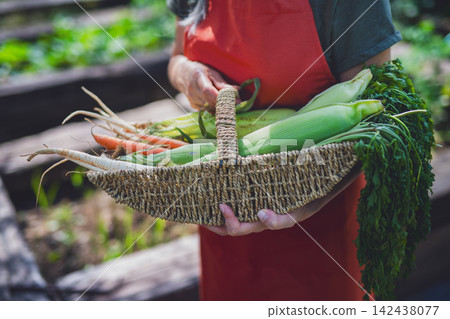 Senior woman harvesting fresh vegetables from community garden. Senior woman harvesting fresh vegetables from community garden. 142438077