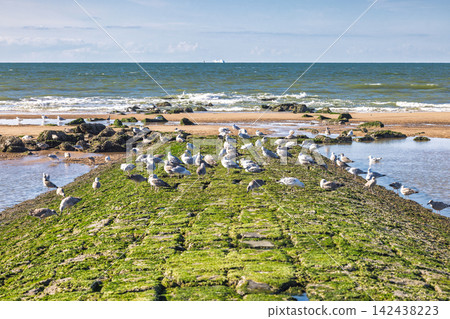 Coastal scene with a large flock of seagulls resting on a moss-covered stone tidal barrier next to the ocean waves. Ostend, a coastal city in Belgium, Europe. Coastal scene with a large flock of seagulls resting on a moss-covered stone tidal barrier next to the ocean waves. Ostend, a coastal city in Belgium, Europe. 142438223