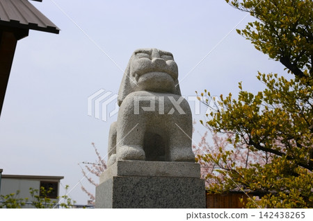 神樂坂的赤城神社 神樂坂的赤城神社 142438265