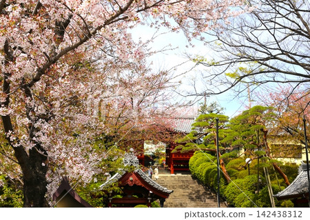 The grounds of Gokoku-ji Temple and cherry blossoms in full bloom The grounds of Gokoku-ji Temple and cherry blossoms in full bloom 142438312