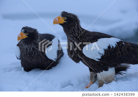 Great eagle on the ice floe Great eagle on the ice floe 142438399
